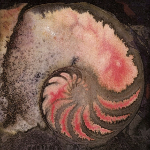 Nautilus Shell Art print from original painting - Picture 1 of 3